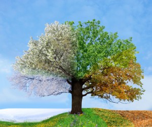 Ein Baum, der die vier Jahreszeiten zeigt.